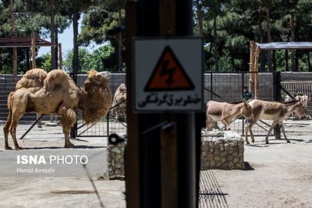 اخبار,انعکاس,باغ وحش تهران