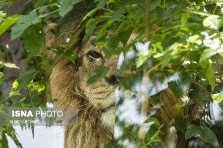 اخبار,انعکاس,باغ وحش تهران