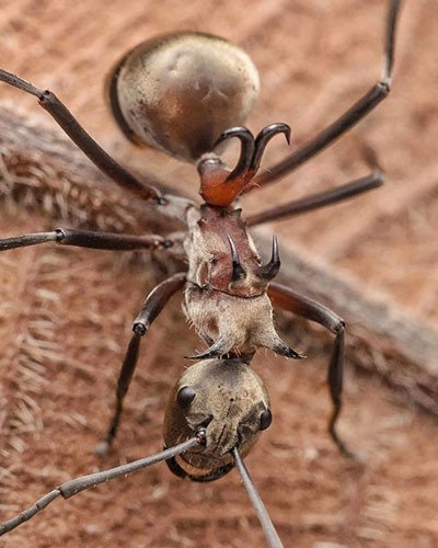 اخبار,اخبار گوناگون,حیوانات نادر