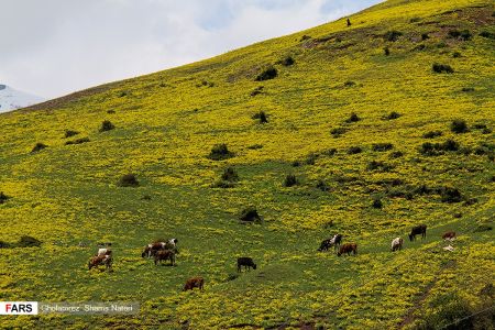 اخبار,انعکاس,بهار