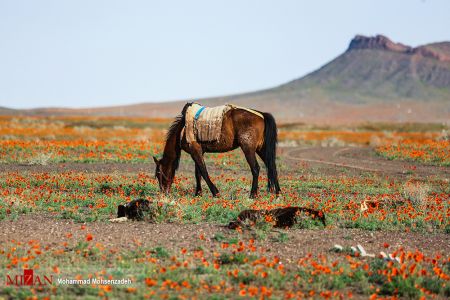 اخبار,انعکاس,دشت شقایق وحشی