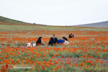 اخبار,انعکاس,دشت شقایق وحشی