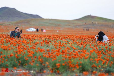 اخبار,انعکاس,دشت شقایق وحشی