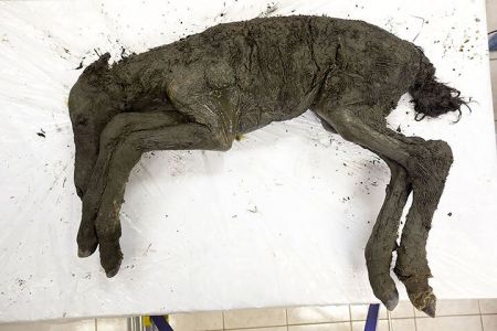 اخبارگوناگون,خبرهای گوناگون , کره اسب اخبارگوناگون,خبرهای گوناگون , کره اسب