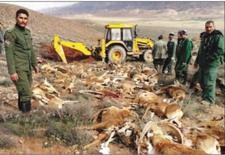 اخباراجتماعی ,خبرهای اجتماعی ,حیات وحش گلستان اخبار اجتماعی ,خبرهای اجتماعی,حیات وحش گلستان