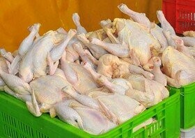 اخبار اقتصادی ,خبرهای اقتصادی ,گوشت مرغ اخبار اقتصادی ,خبرهای اقتصادی ,گوشت مرغ