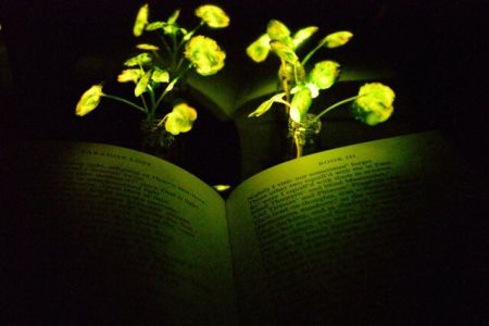 اخبار علمی,خبرهای علمی ,گیاهان اخبار علمی ,خبرهای علمی,گیاهان