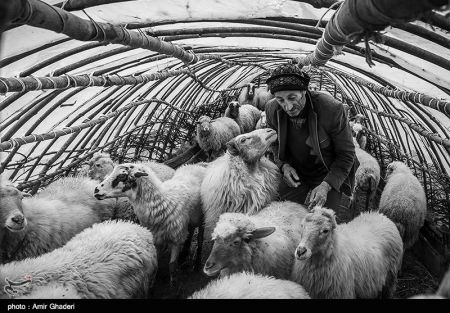 اخبار اقتصادی ,خبرهای اقتصادی , قیمت دام زنده اخبار اقتصادی ,خبرهای اقتصادی , قیمت دام زنده