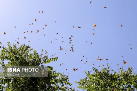 اخباراجتماعی ,خبرهای اجتماعی ,پروانهها اخبار اجتماعی ,خبرهای اجتماعی,پروانهها
