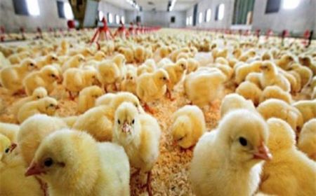اخبار اقتصادی ,خبرهای اقتصادی ,قیمت جوجه اخبار اقتصادی ,خبرهای اقتصادی ,قیمت جوجه