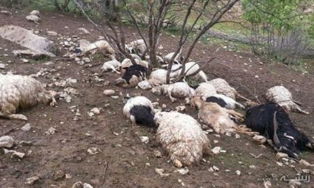 اخبارحوادث,خبرهای حوادث ,حوادث روز اخبار حوادث,خبرهای حوادث ,حوادث روز