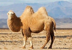 اخباراجتماعی ,خبرهای اجتماعی ,صنعت شتر اخبار اجتماعی ,خبرهای اجتماعی,صنعت شتر