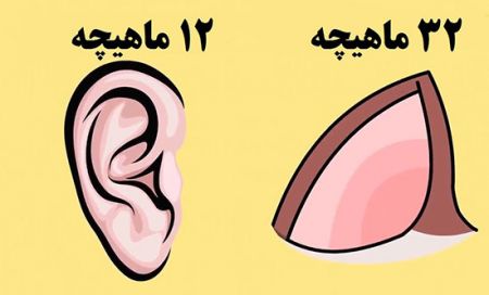 اخبار,اخبار گوناگون,گربه
