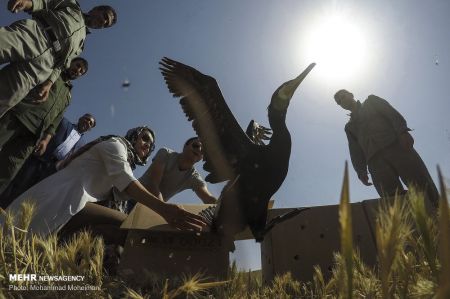 اخبار,انعکاس,رهاسازی گونه های جانوری در پارک ملی خجیر