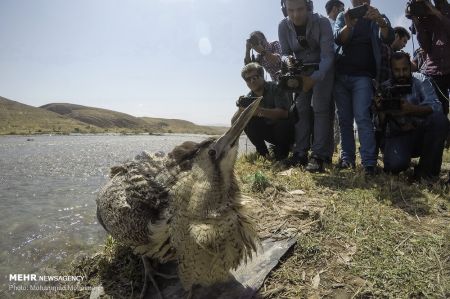 اخبار,انعکاس,رهاسازی گونه های جانوری در پارک ملی خجیر