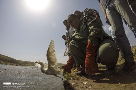 اخبار,انعکاس,رهاسازی گونه های جانوری در پارک ملی خجیر
