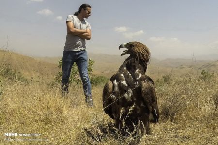 اخبار,انعکاس,رهاسازی گونه های جانوری در پارک ملی خجیر