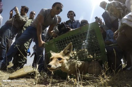 اخبار,انعکاس,رهاسازی گونه های جانوری در پارک ملی خجیر