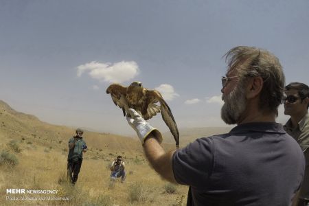 اخبار,انعکاس,رهاسازی گونه های جانوری در پارک ملی خجیر