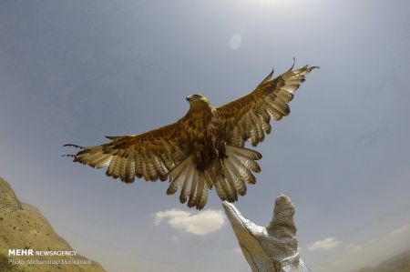 اخبار,انعکاس,رهاسازی گونه های جانوری در پارک ملی خجیر