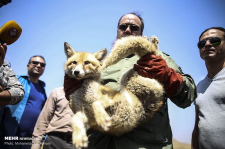 اخبار,انعکاس,رهاسازی گونه های جانوری در پارک ملی خجیر