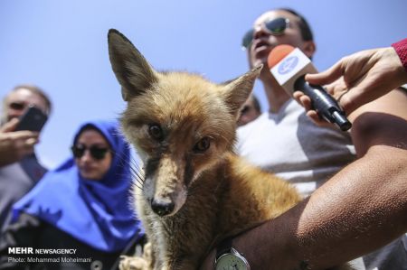 اخبار,انعکاس,رهاسازی گونه های جانوری در پارک ملی خجیر