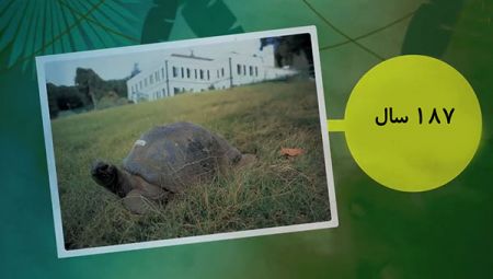 اخبار,اخبار گوناگون,پیرترین حیوانات روی کره زمین