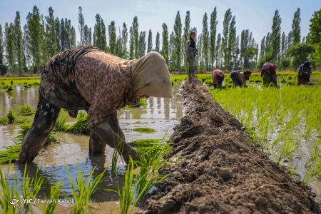 اخبار,انعکاس,نشاء برنج در گرگان