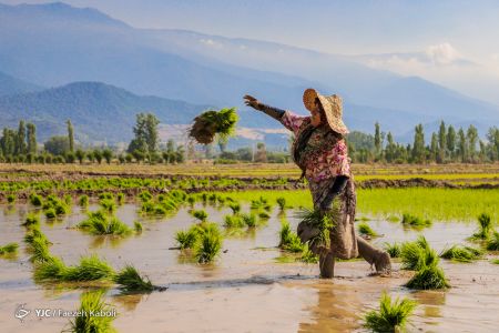 اخبار,انعکاس,نشاء برنج در گرگان