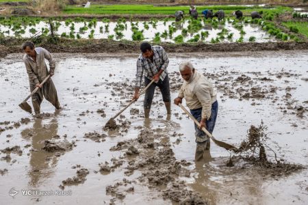 اخبار,انعکاس,نشاء برنج در گرگان