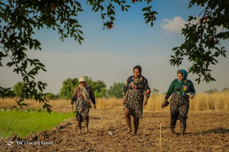 اخبار,انعکاس,نشاء برنج در گرگان