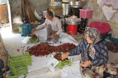 اخبار,عکس خبری,برداشت گیلاس