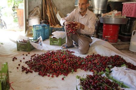 اخبار,عکس خبری,برداشت گیلاس