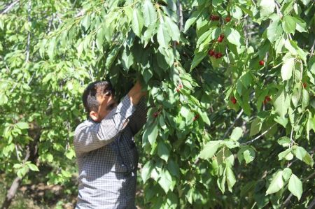 اخبار,عکس خبری,برداشت گیلاس