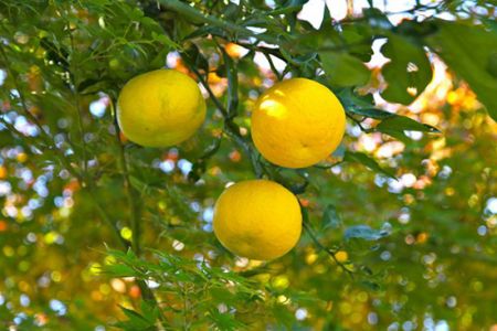 اخبار,اخبار گوناگون,میوه‌های عجیب و هیجان انگیز آسیا