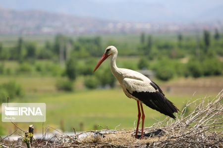 اخبار,اخبار گوناگون,لک لکهای مهاجر