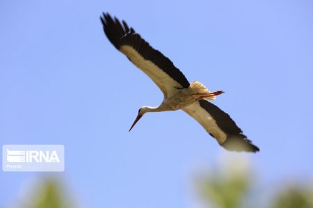 اخبار,اخبار گوناگون,لک لکهای مهاجر