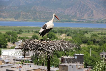 اخبار,اخبار گوناگون,لک لکهای مهاجر