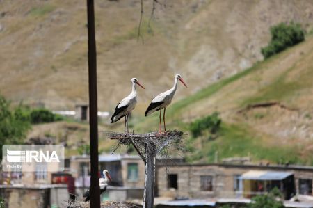 اخبار,اخبار گوناگون,لک لکهای مهاجر