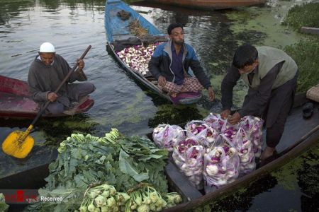  اخبارگوناگون,خبرهای گوناگون ,سبزی فروش