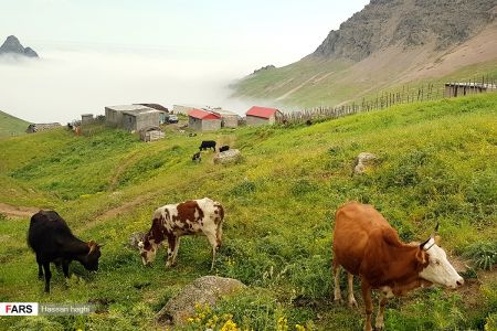  اخبارگوناگون,خبرهای گوناگون ,شمال ایران