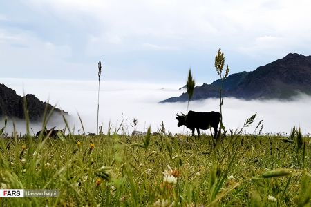  اخبارگوناگون,خبرهای گوناگون ,شمال ایران