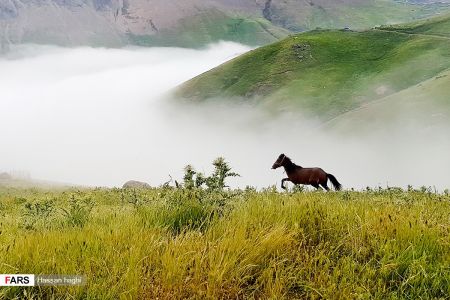  اخبارگوناگون,خبرهای گوناگون ,شمال ایران