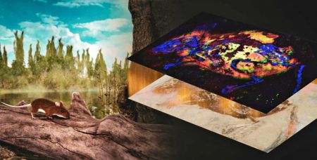 اخبار علمی,خبرهای علمی ,فسیل باستانی اخبار علمی ,خبرهای علمی,فسیل باستانی