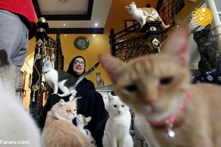 اخبارگوناگون,خبرهای گوناگون , پناهگاهی برای گربه ها اخبارگوناگون,خبرهای گوناگون , پناهگاهی برای گربه ها