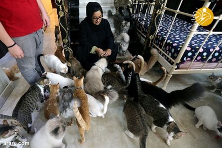 اخبارگوناگون,خبرهای گوناگون , پناهگاهی برای گربه ها اخبارگوناگون,خبرهای گوناگون , پناهگاهی برای گربه ها