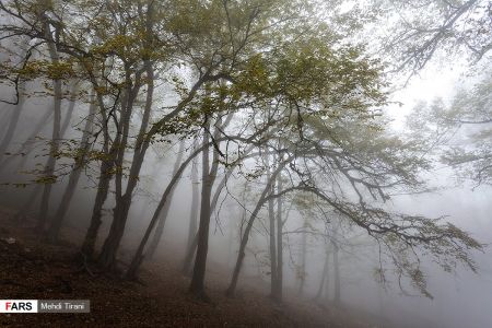 اخبار,انعکاس,جنگل های هیرکانی