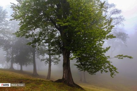 اخبار,انعکاس,جنگل های هیرکانی