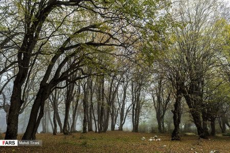 اخبار,انعکاس,جنگل های هیرکانی