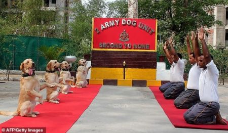 اخبار,اخبارگوناگون, تمرین عجیب افسران ارتشی همراه با سگ‌ها